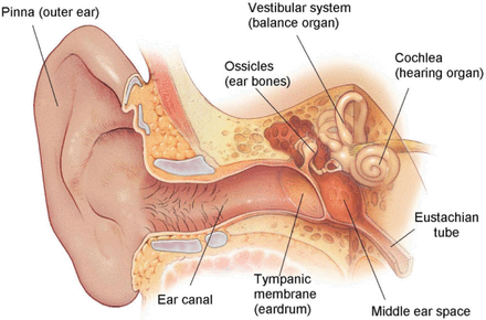 Middle Ear Anatomy
